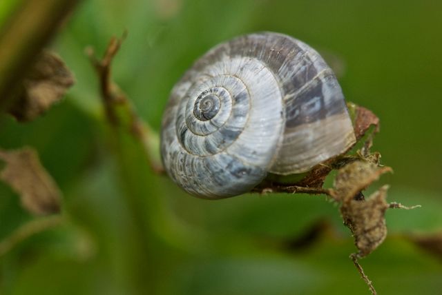 Helicella itala scozzese