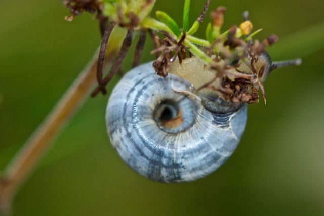 Helicella itala scozzese