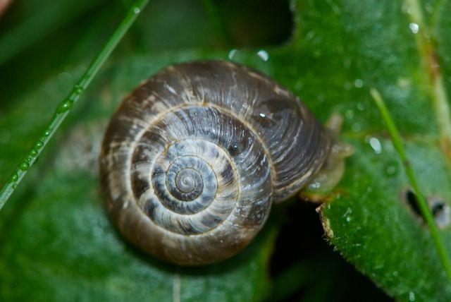 Helicella itala scozzese