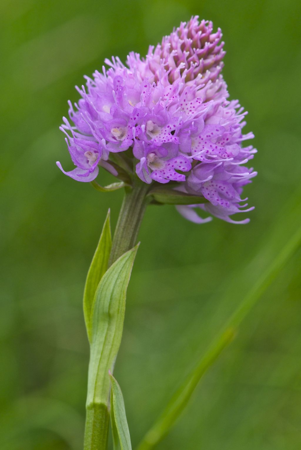 Traunsteinera globosa / Orchide dei pascoli