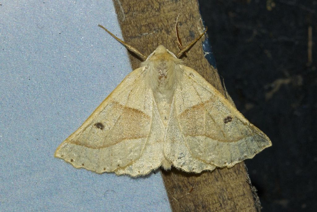 Crocallis elinguaria UK