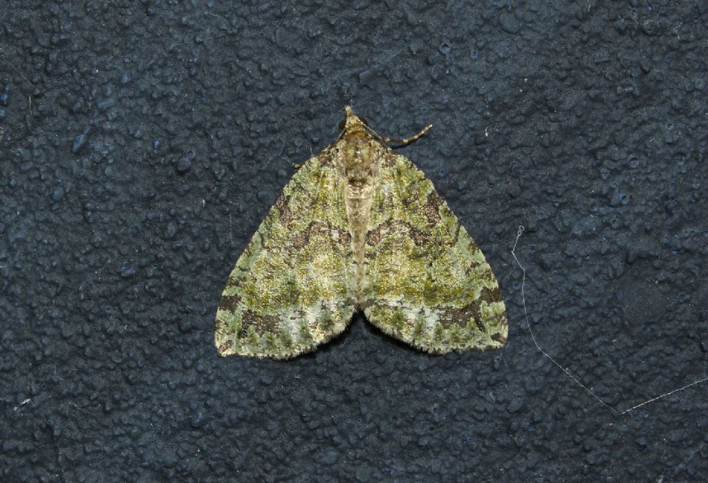 Hydriomena furcata Sud UK