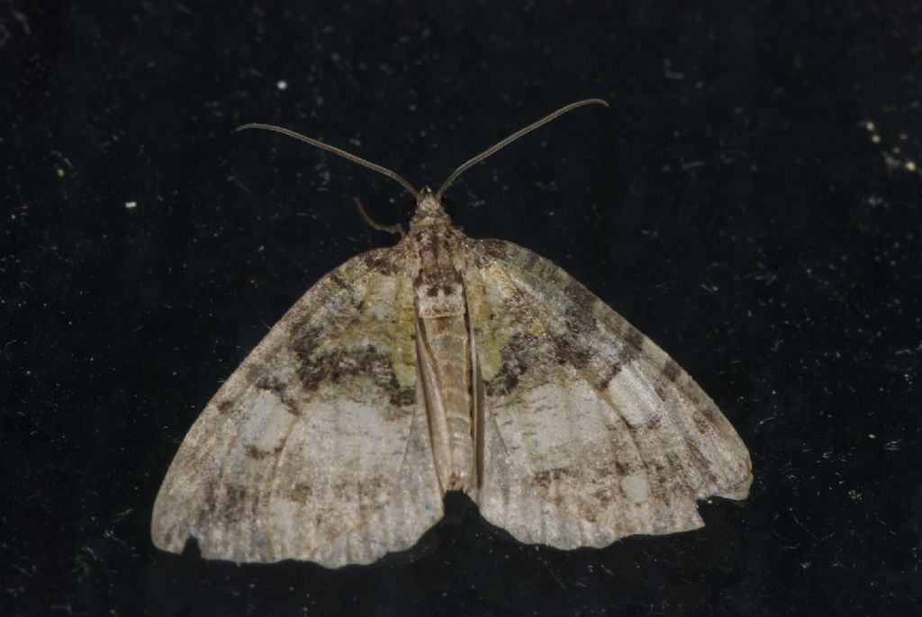 Hydriomena furcata Sud UK