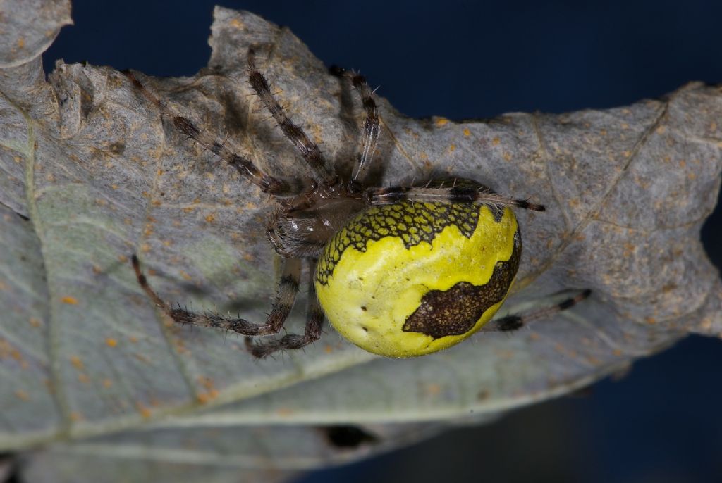 Araneus marmoreus Bosco Panfilia (FE)