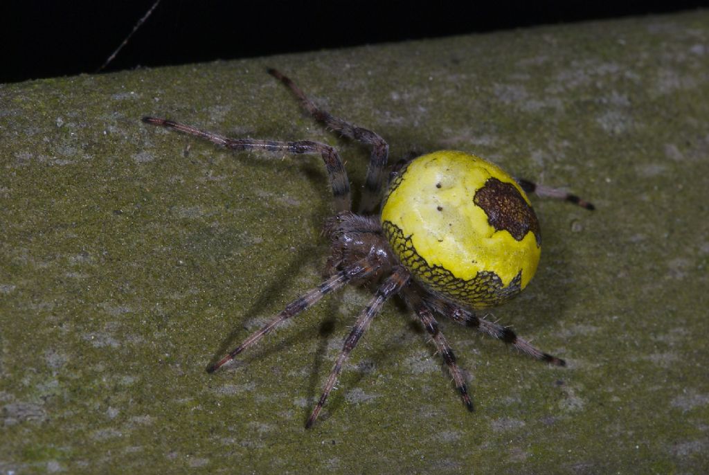 Araneus marmoreus Bosco Panfilia (FE)