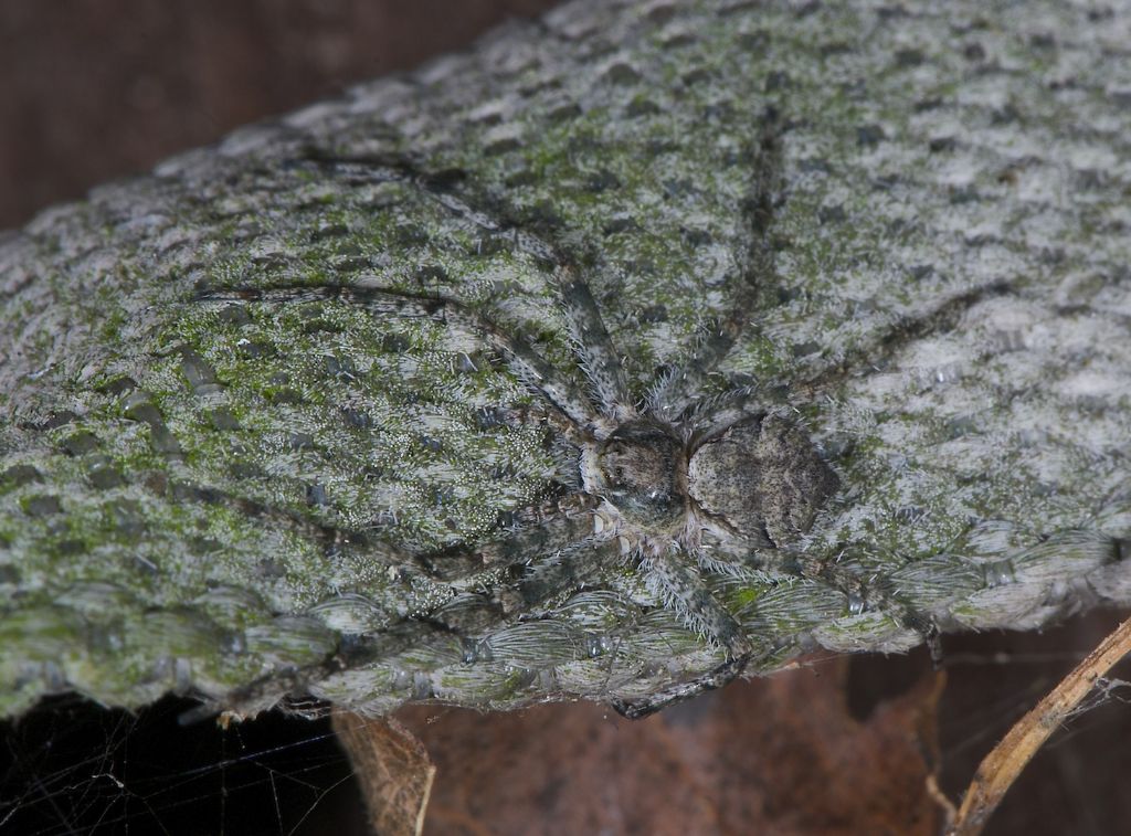 Philodromus margaritatus - Panfilia (FE)