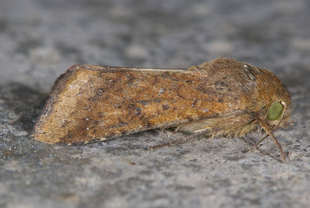 Noctuidae S.Pietro (BO)