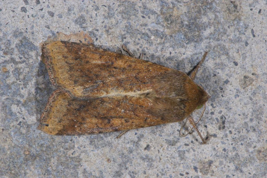 Noctuidae S.Pietro (BO)