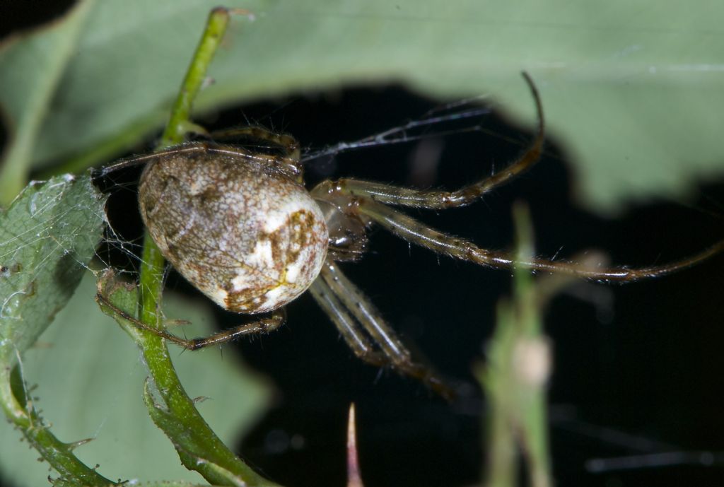 Metellina sp. - Panfilia (FE)