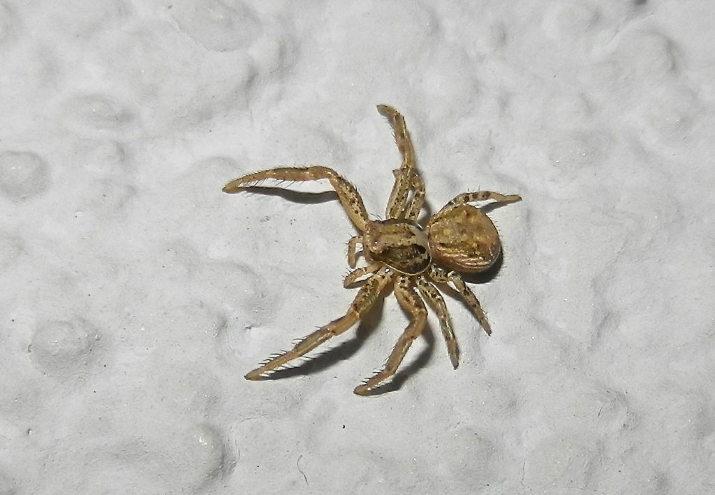 Thomisidae tedesco: Xysticus sp. - Germania