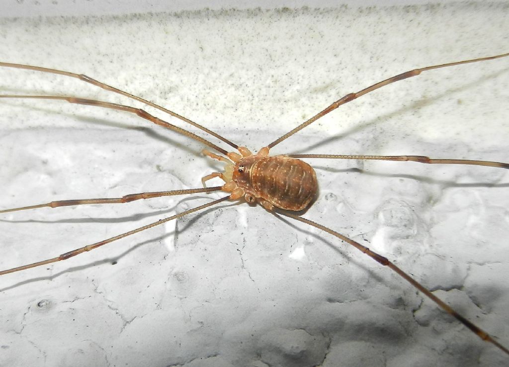 Opiliones from Ratingen (Germany)