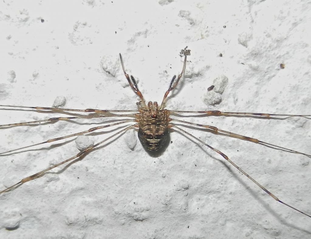 Opiliones from Ratingen (Germany)