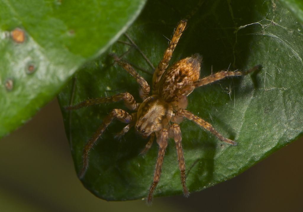 Anyphaena sp. - Panfilia (FE)