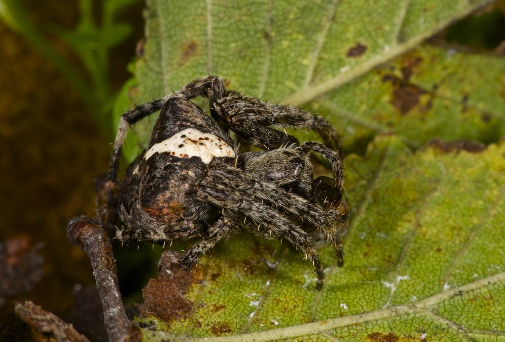 Araneus circe/angulatus - Panfilia (FE)