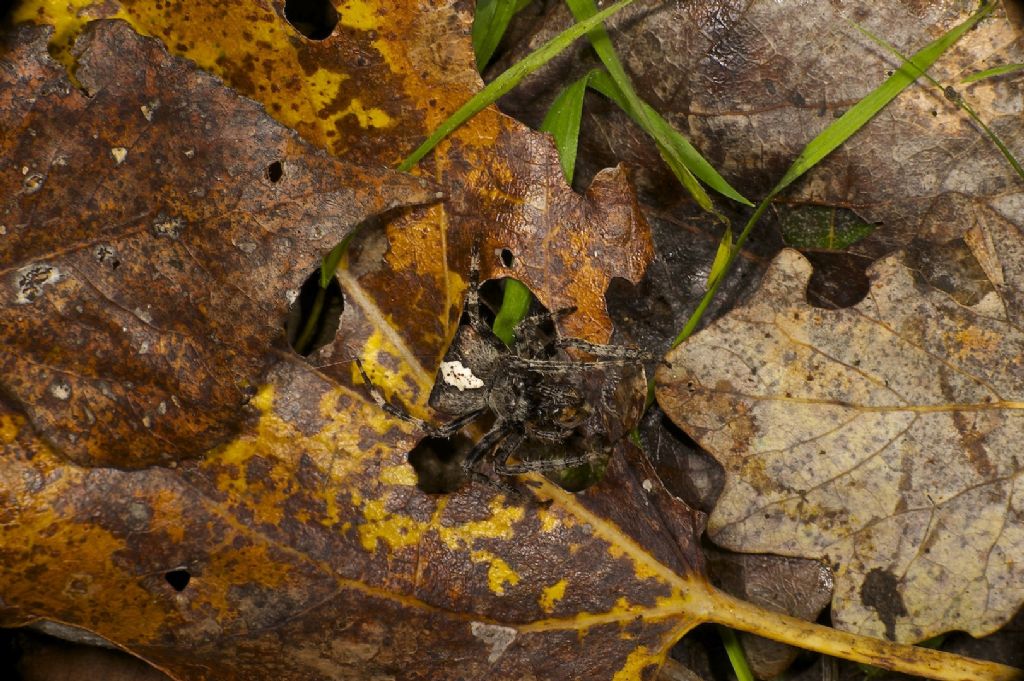 Araneus circe/angulatus - Panfilia (FE)