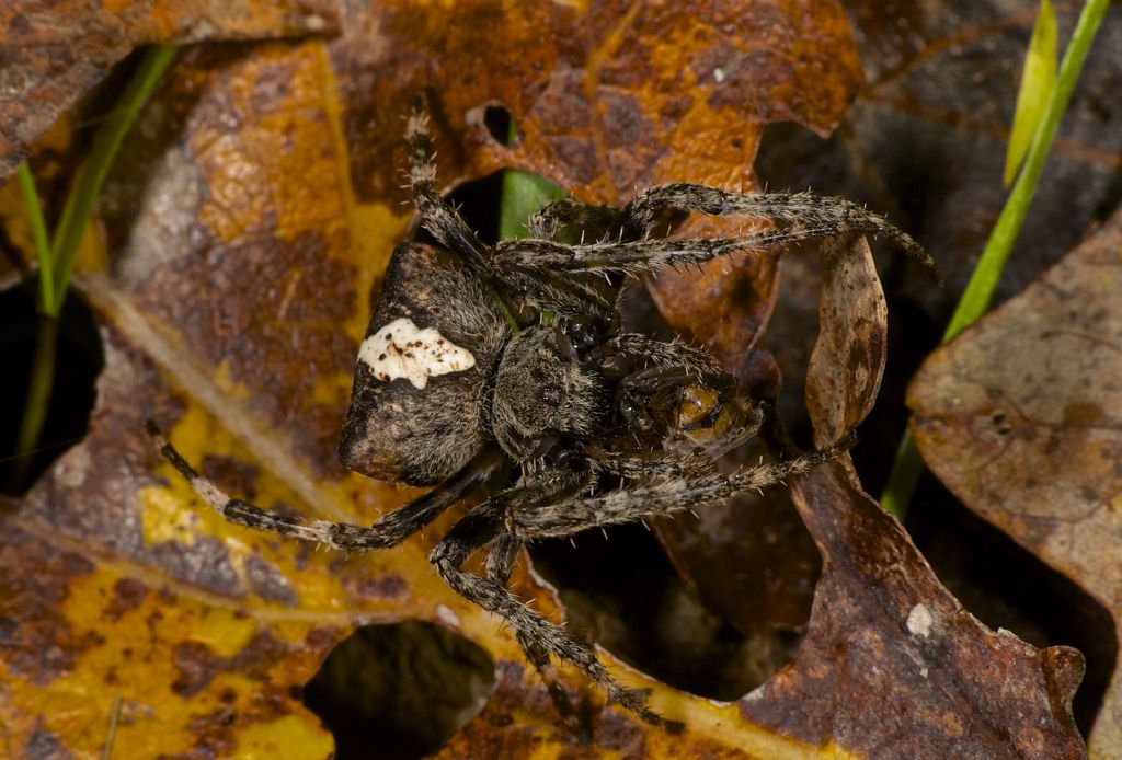 Araneus circe/angulatus - Panfilia (FE)