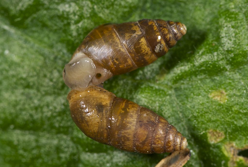 Chondrula tridens copula Panfilia (FE)