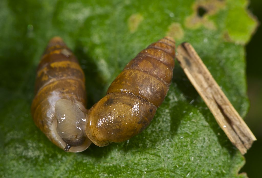 Chondrula tridens copula Panfilia (FE)