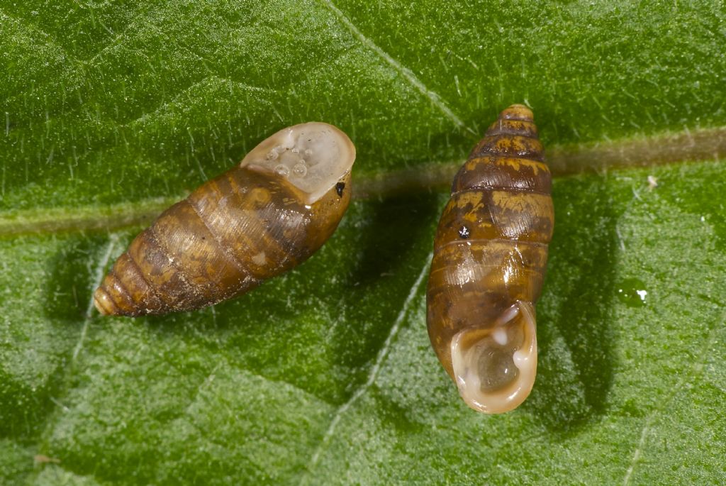 Chondrula tridens copula Panfilia (FE)