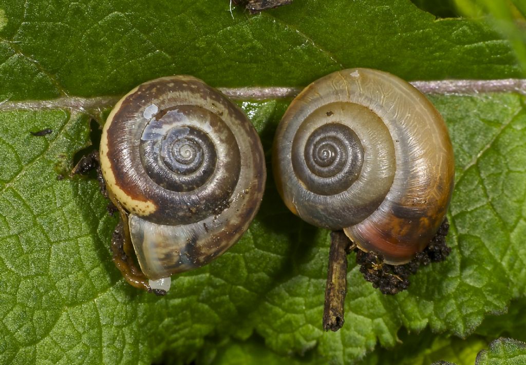 Chondrula tridens copula Panfilia (FE)