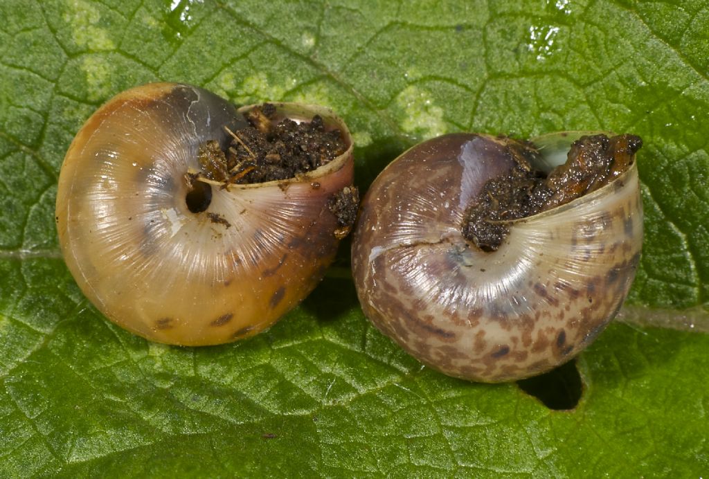 Chondrula tridens copula Panfilia (FE)