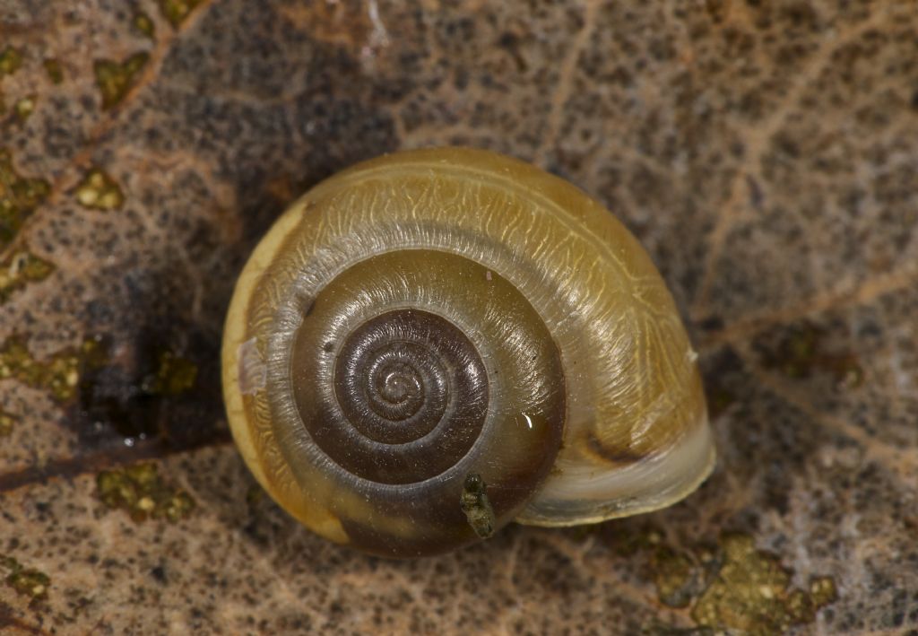 Chondrula tridens copula Panfilia (FE)