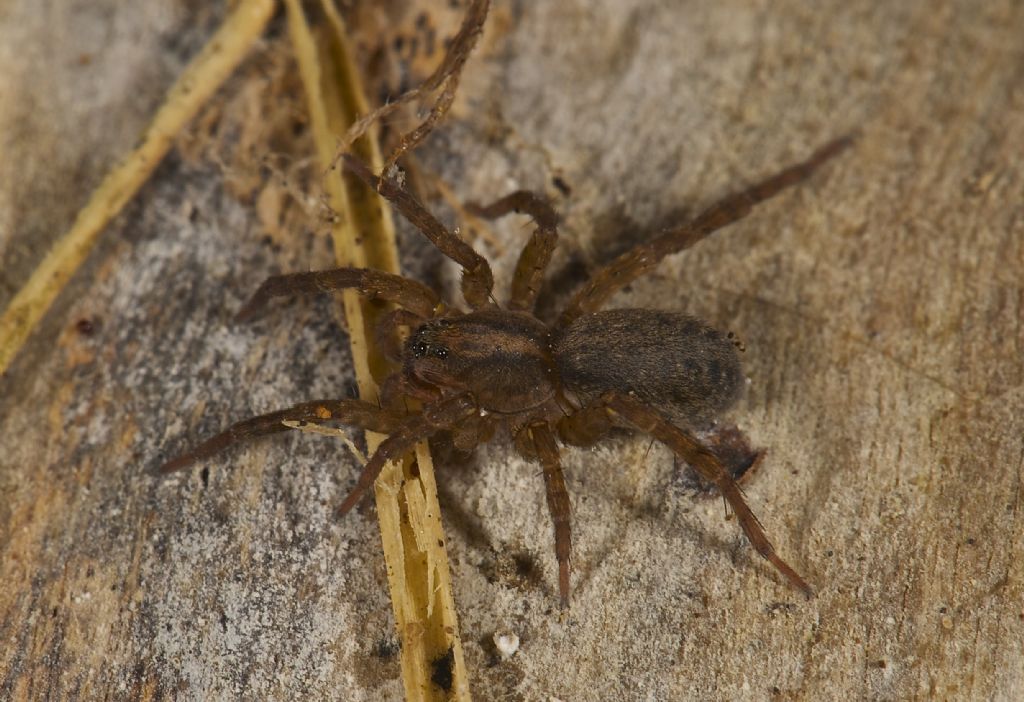 Alopecosa sp.; Trochosa sp. - Bentivoglio (BO)