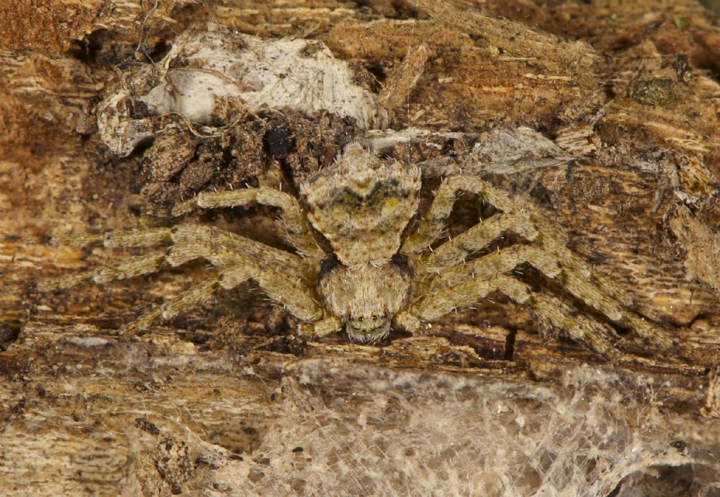 Philodromus margaritatus - Panfilia (FE)