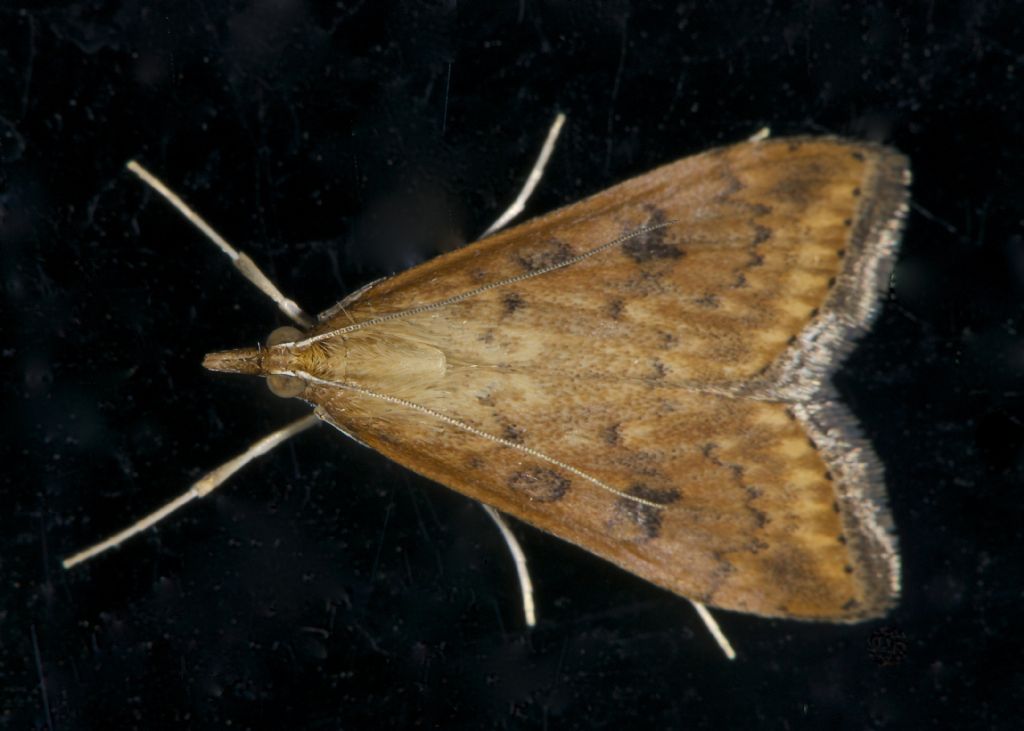 Noctuidae bolognese