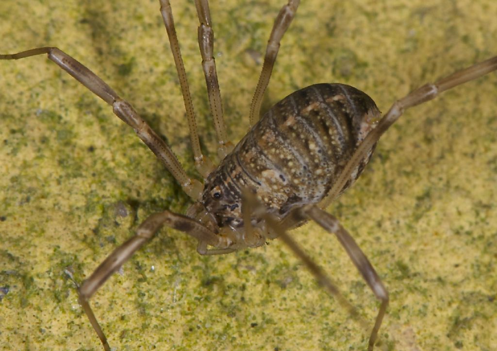 Opilio sp. ?? San Pietro in Casale (BO)