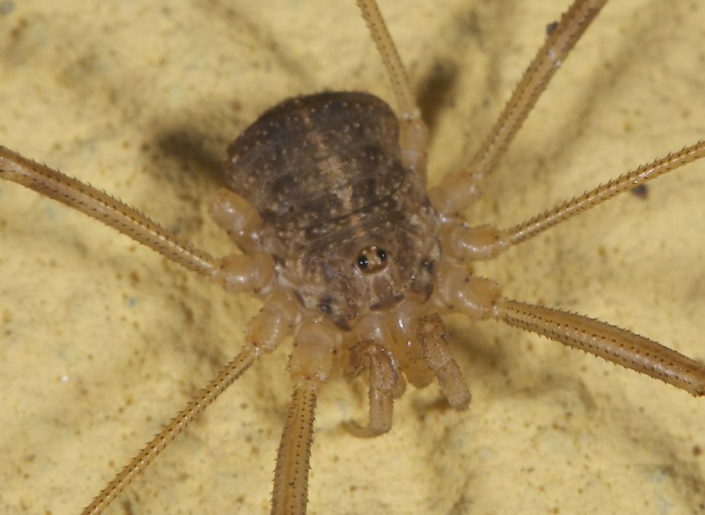 Opilio sp. ?? San Pietro in Casale (BO)