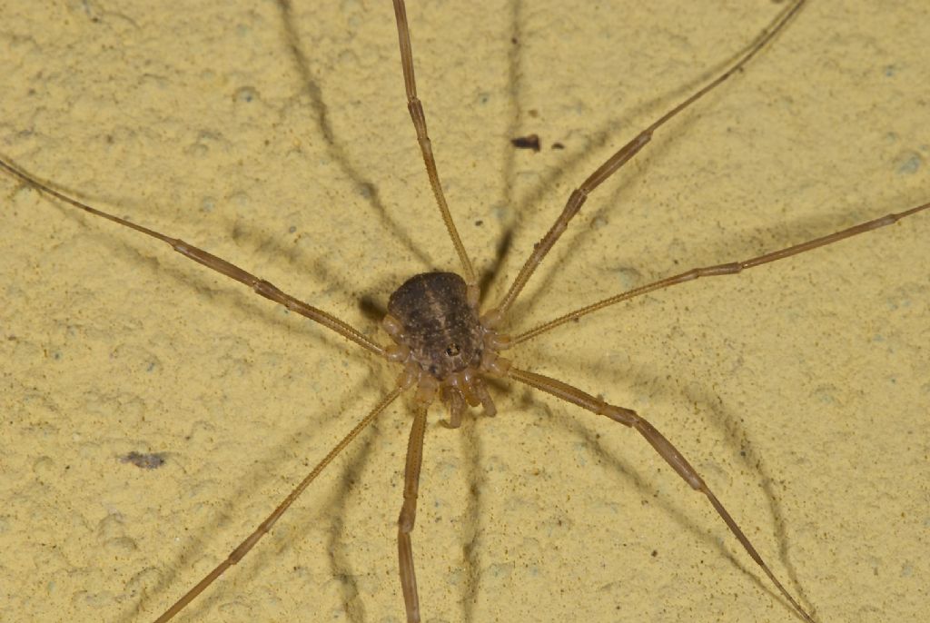 Opilio sp. ?? San Pietro in Casale (BO)