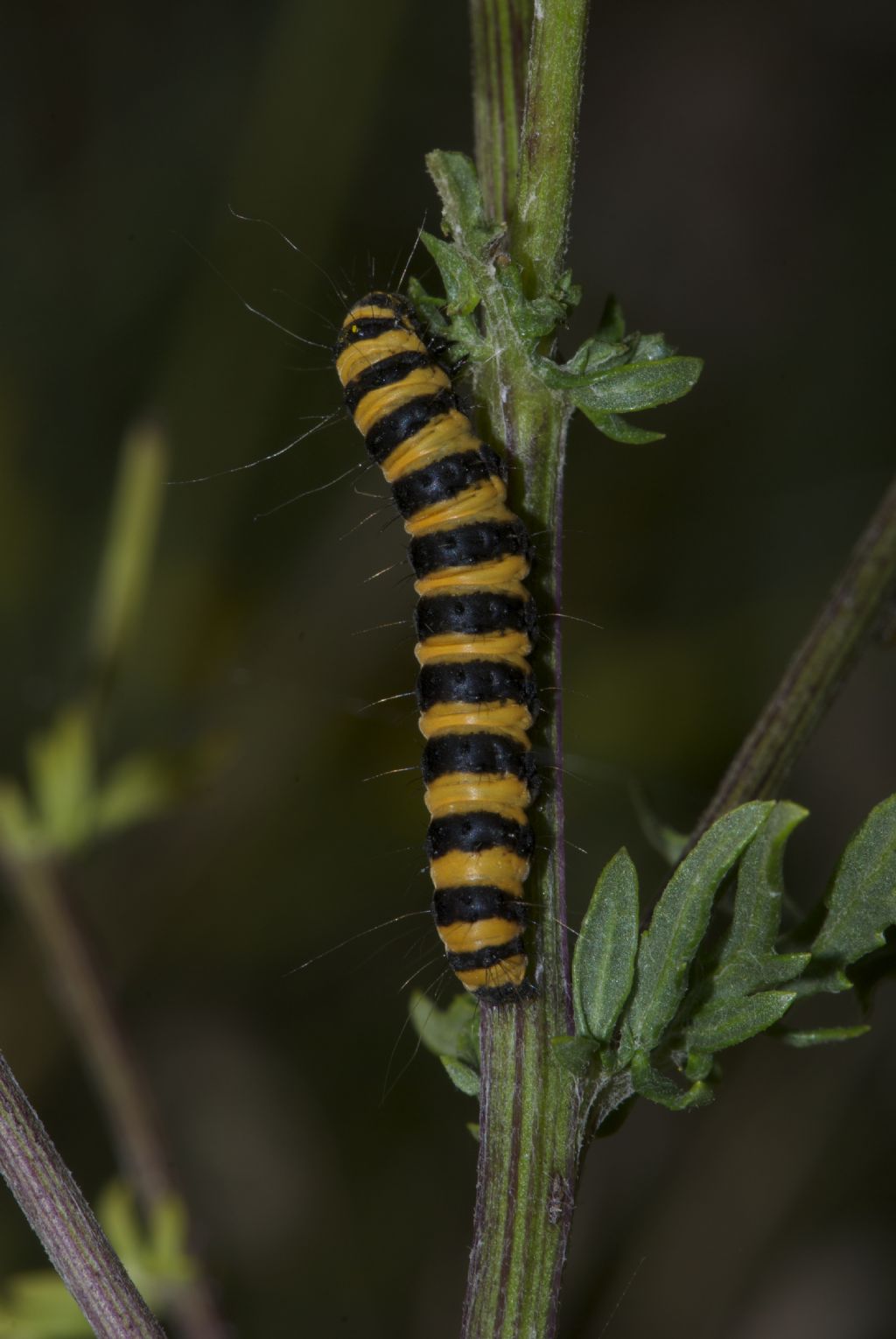 Bozzolo di Zygaena sud UK ??