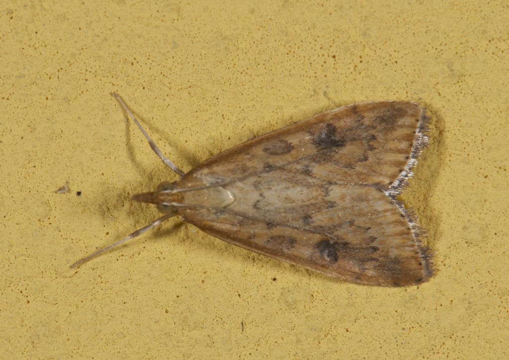 Noctuidae bolognese