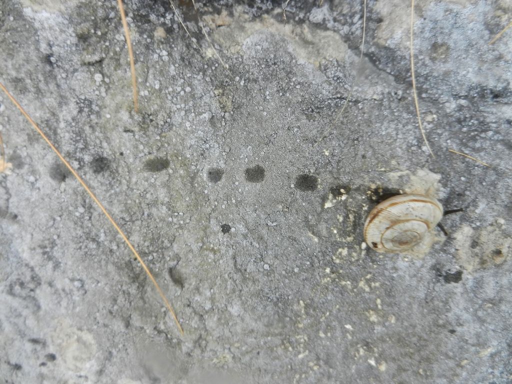 Chilostoma saltellante