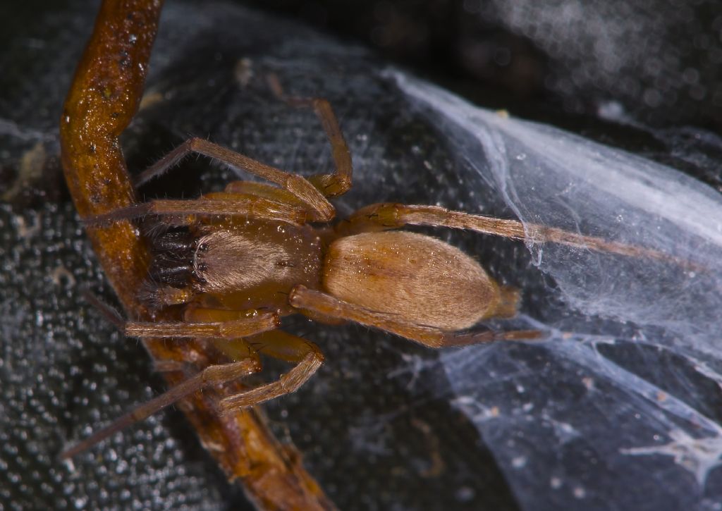 Clubiona sp. - Panfilia (FE)