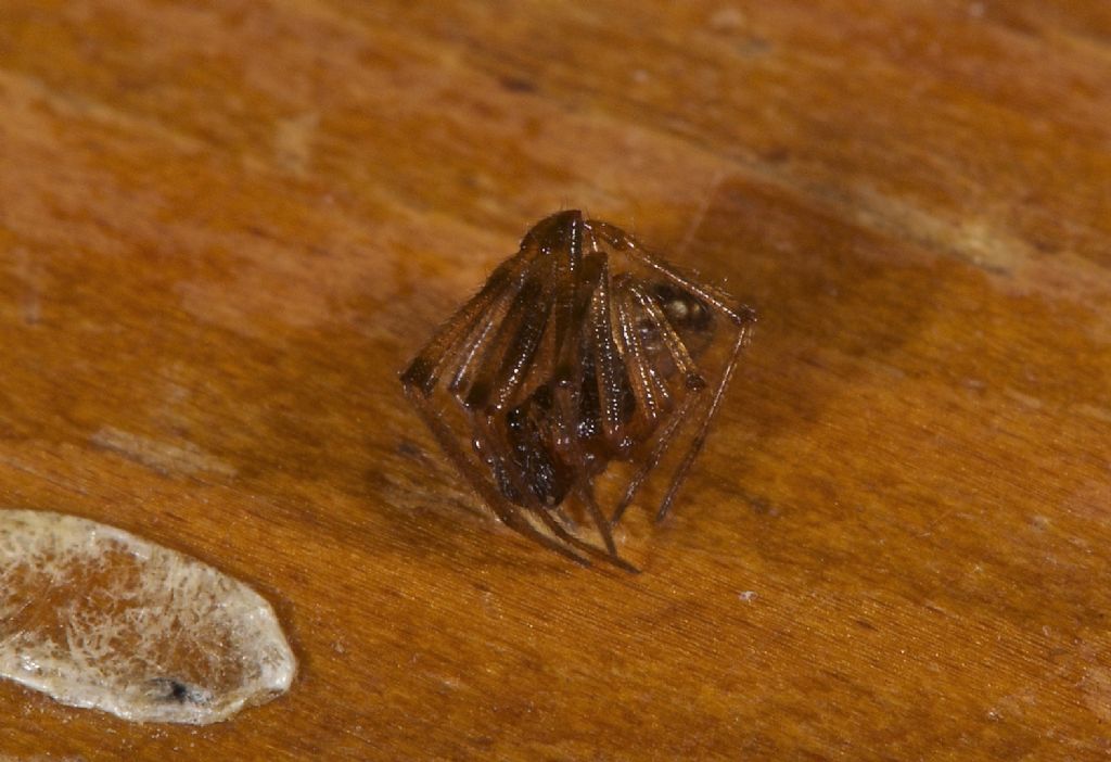 Steatoda triangulosa -