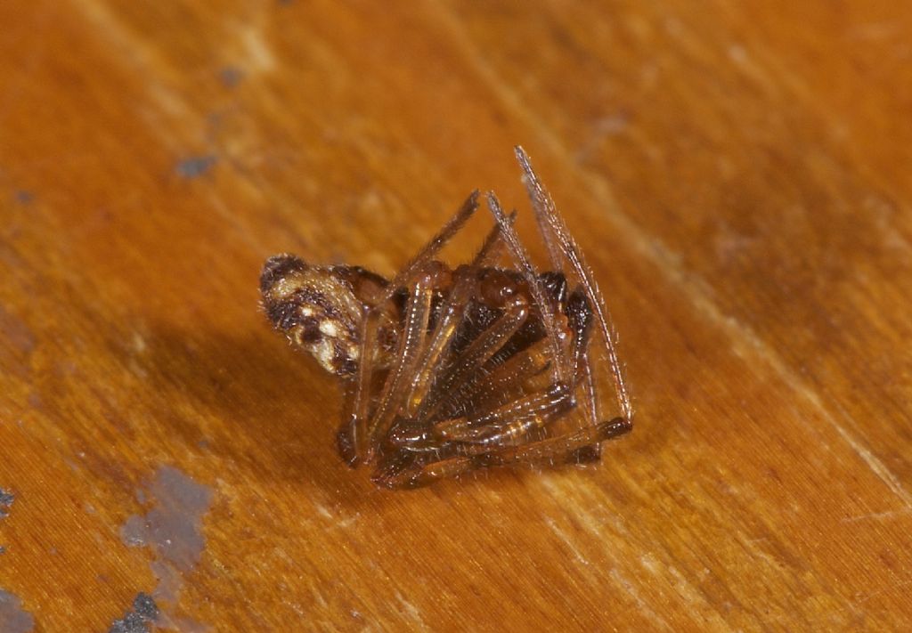 Steatoda triangulosa -