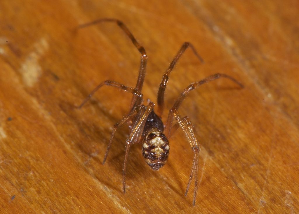 Steatoda triangulosa -