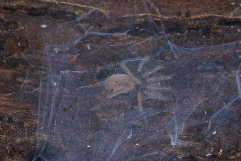 Drassodes sp. - Bentivoglio (BO)