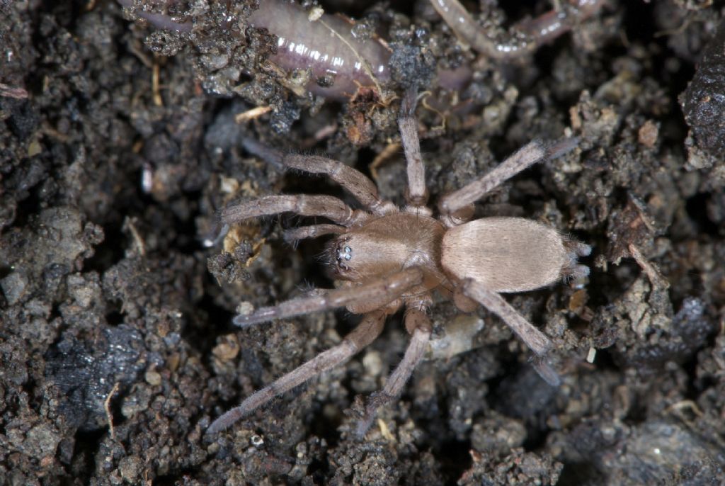 Drassodes sp. - Bentivoglio (BO)