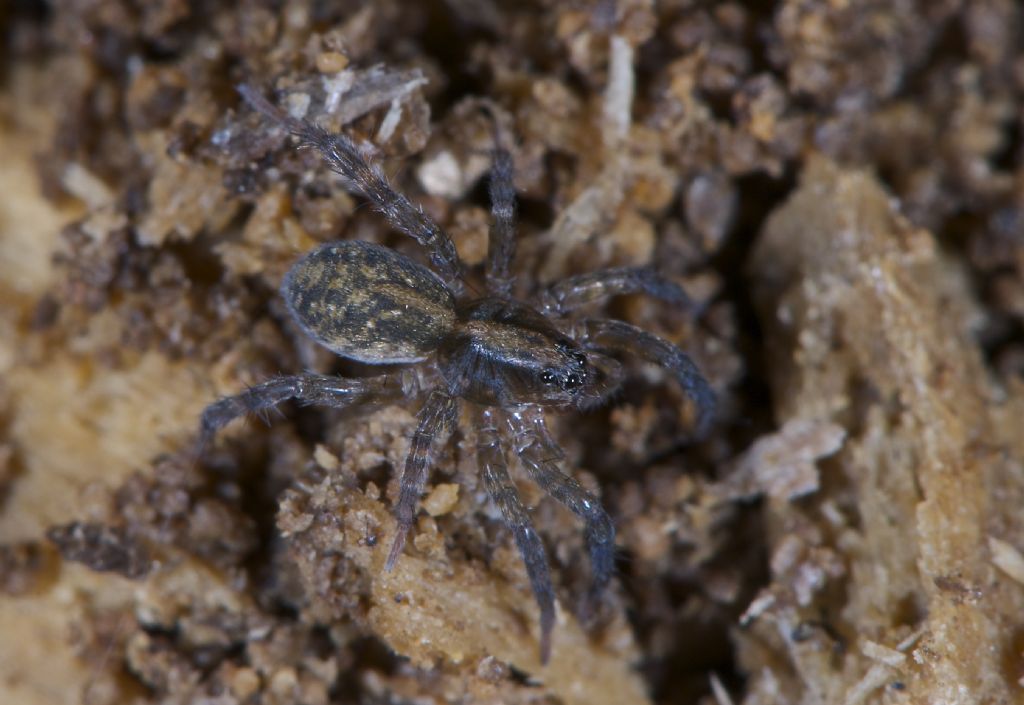 Alopecosa sp.; Trochosa sp. - Bentivoglio (BO)