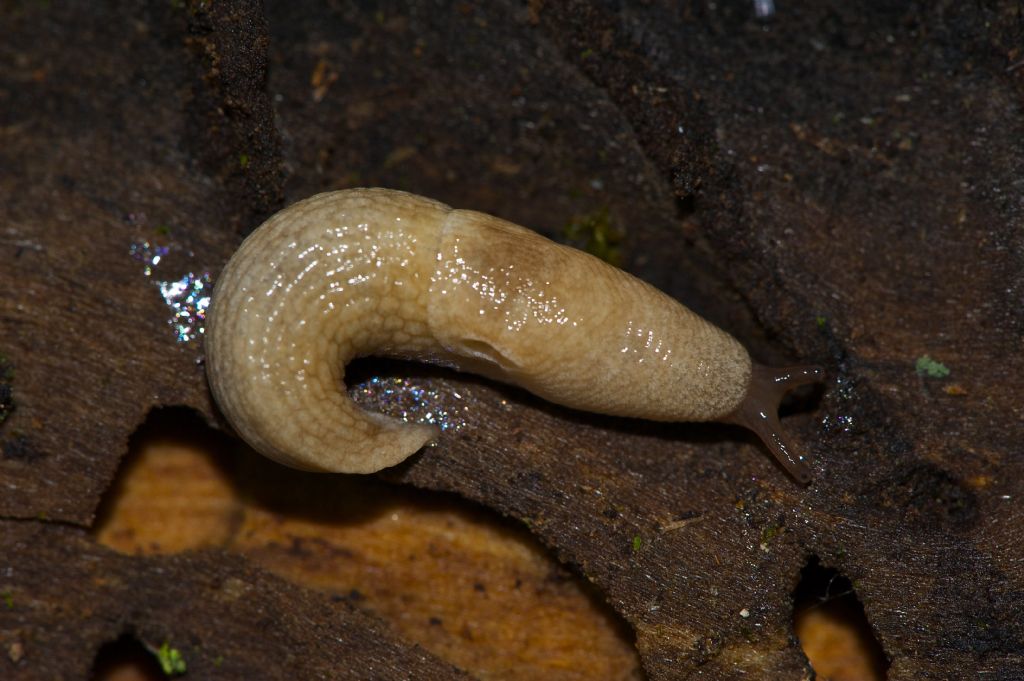 Deroceras del gr. reticulatum dalla campagna romana