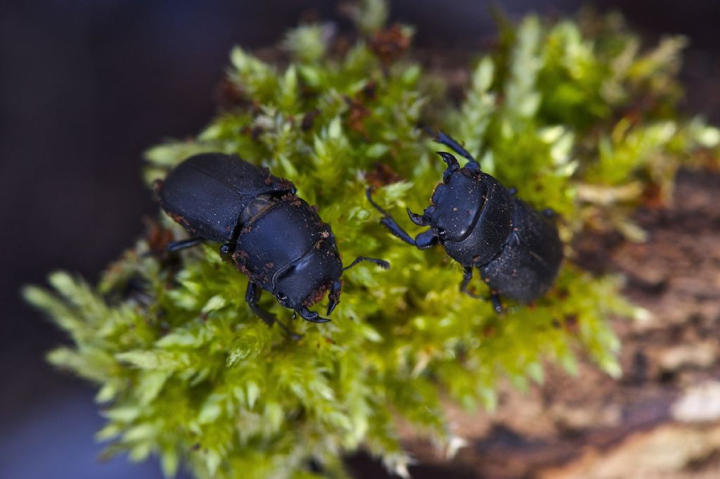 Macrogastra attenuata ?? pianura ferrarese