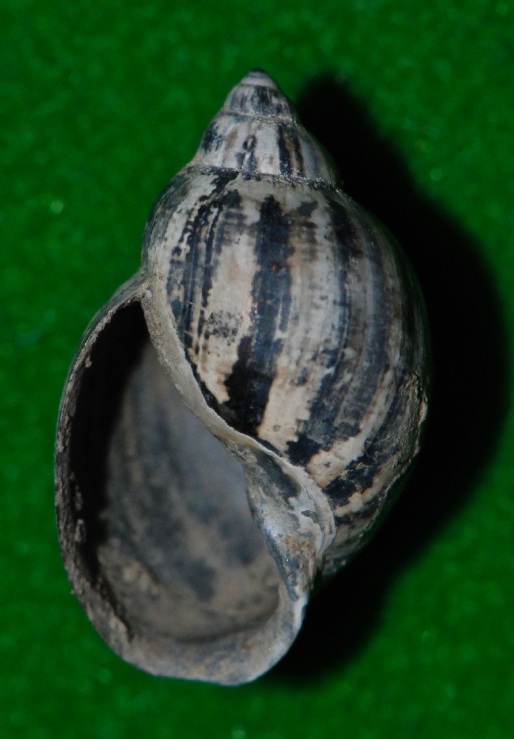 Physa acuta