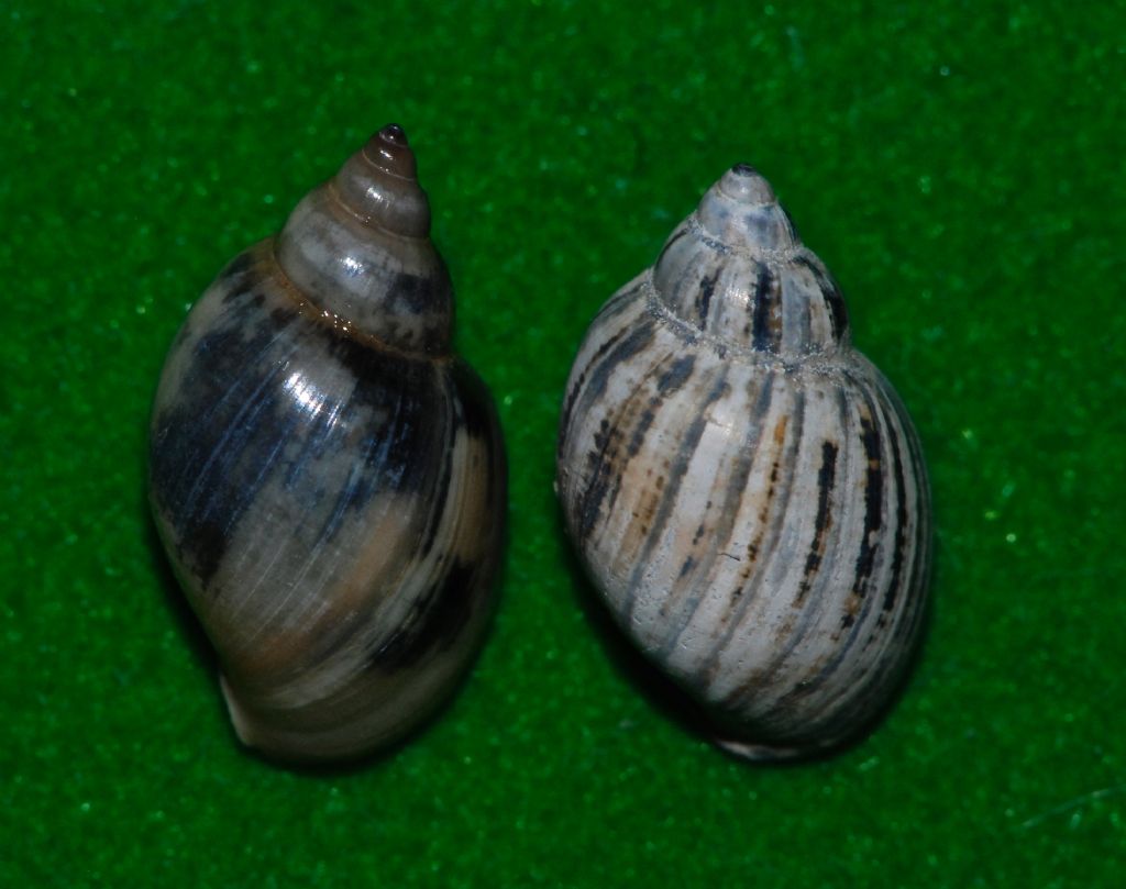 Physa acuta