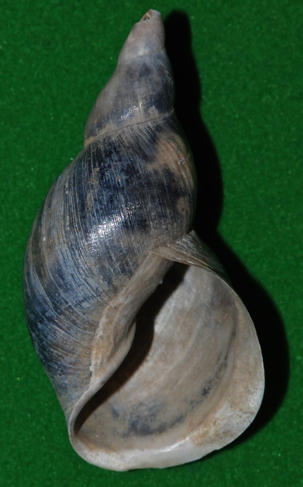 Physa acuta