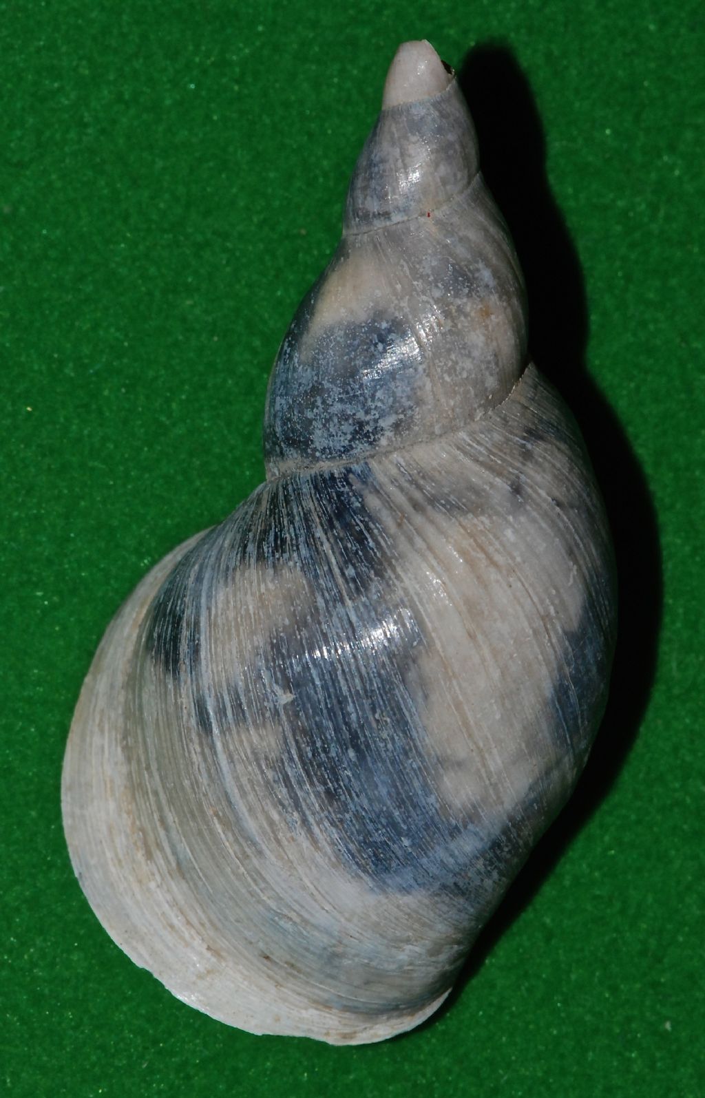 Physa acuta