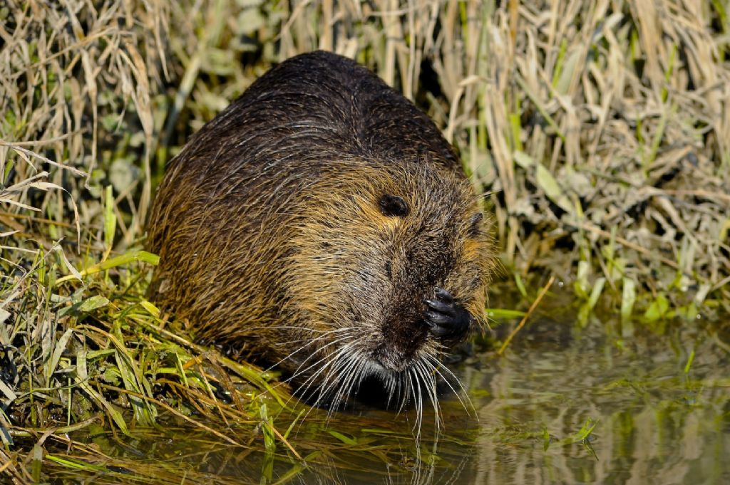 Vita da Nutria....