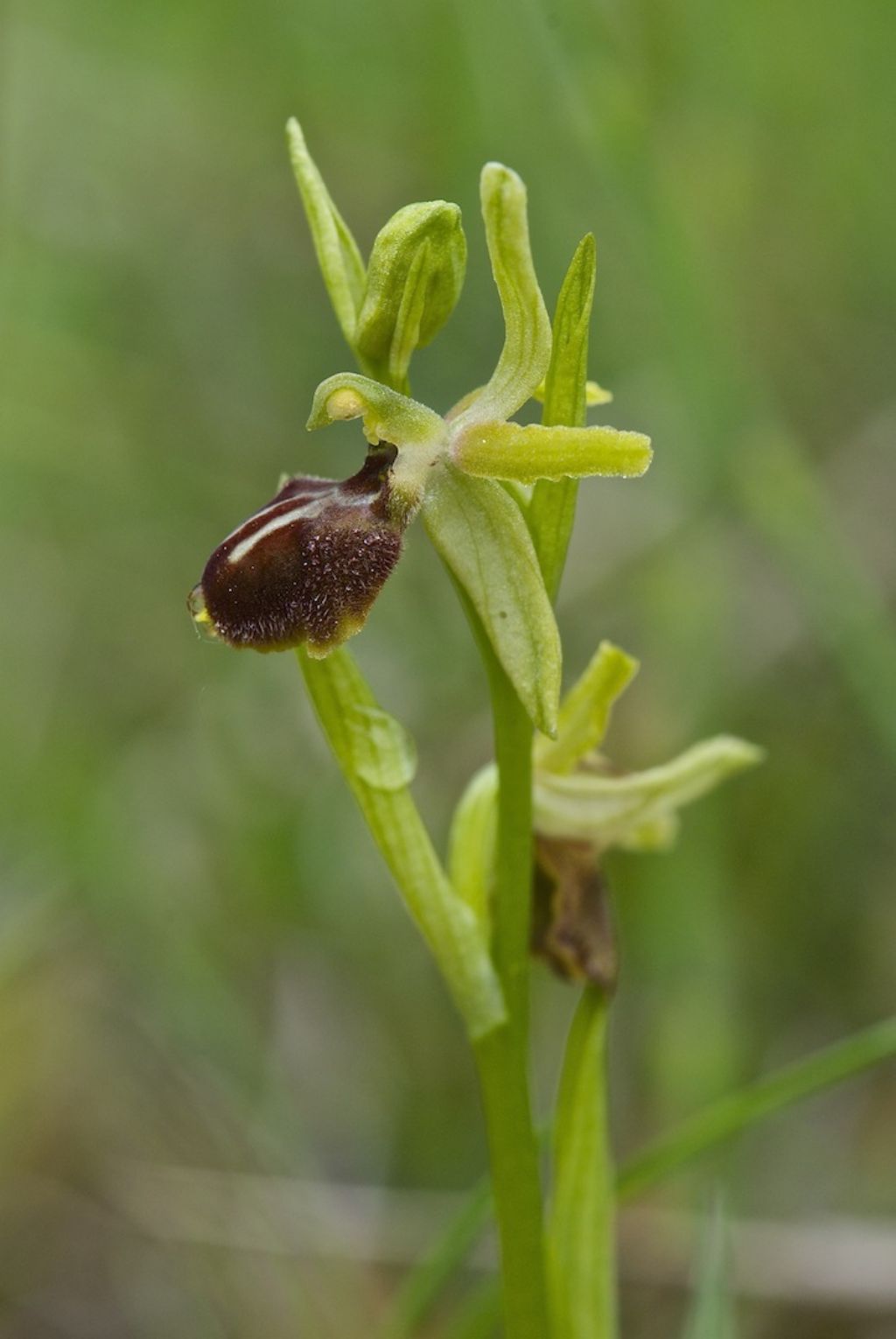 orchidee colline a nord di Firenze